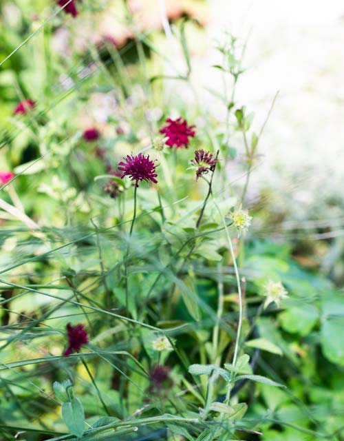 Klimaatbestendige tuin. Astrum tuin en groenprojecten