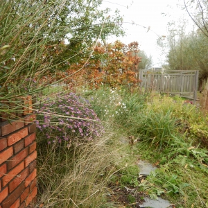 Levende tuin Pijnacker 12