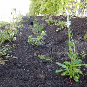 Levende tuin Pijnacker 16