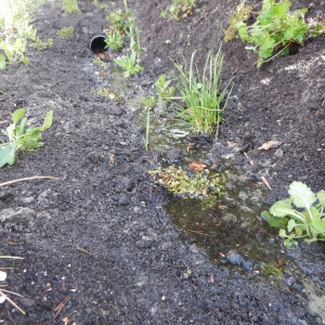 Levende tuin Pijnacker 17