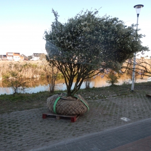 Levende tuin Pijnacker 2