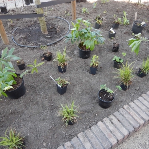 Levende tuin Pijnacker 20