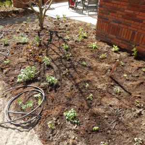 Levende tuin Pijnacker 21