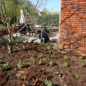 Levende tuin Pijnacker 23