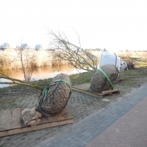Levende tuin Pijnacker 6