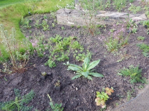 Natuurlijke-tuin-met-grote-Wadi