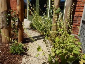 Natuurlijke-levende-tuin-Pijnacker-Nootdorp-klimaatbestendig-2