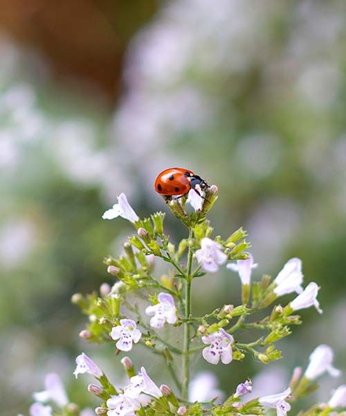 Groene Vakman nodig? Astrum tuin en groenprojecten