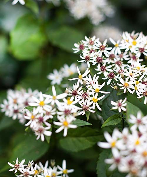 Groene Vakman nodig? Astrum tuin en groenprojecten