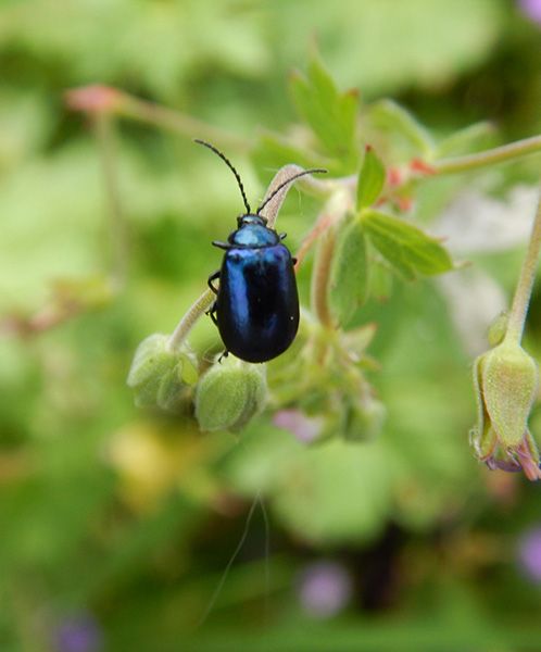 Ecosysteem in de tuin? Astrum tuin en groenprojecten