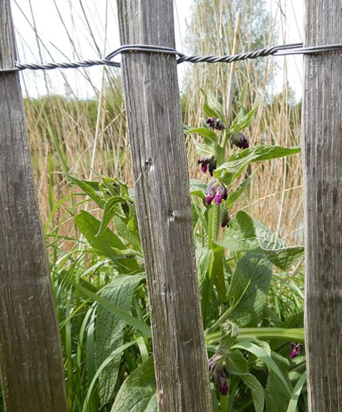 Groene Vakman nodig? Astrum tuin en groenprojecten