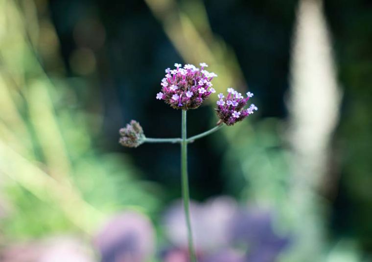 Eijgentijdse Tuin, Astrum tuin en groenprojecten