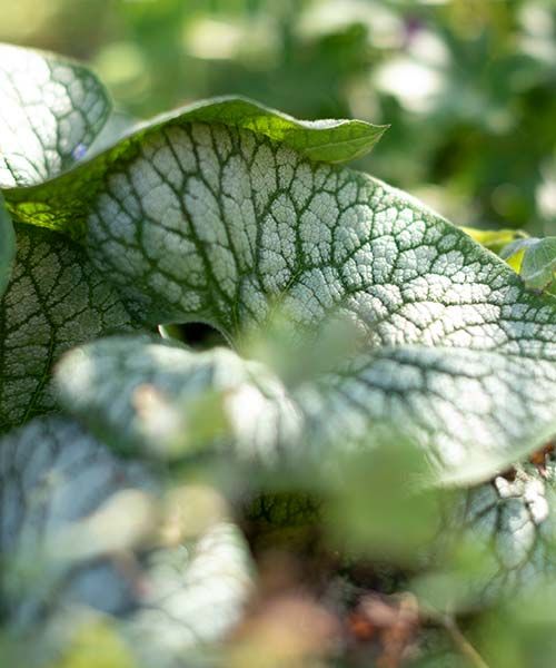 Groene Vakman nodig? Astrum tuin en groenprojecten