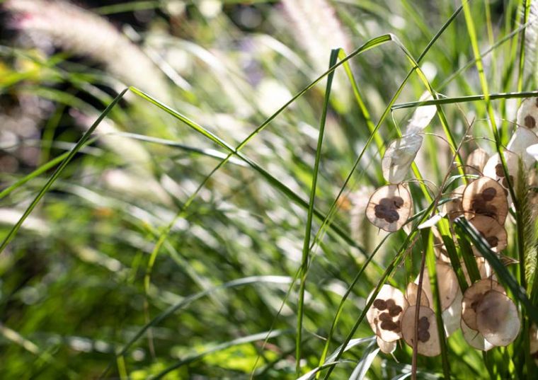 Natuurlijke tuin. Astrum tuin en groenprojecten