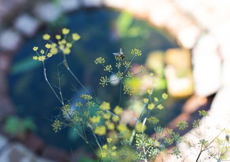 Klimaatbestendige tuin, Astrum tuin en groenprojecten