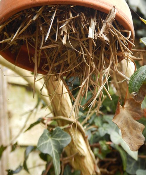 Groene Vakman nodig? Astrum tuin en groenprojecten