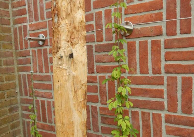 Groene gevel, Astrum tuin en groenprojecten